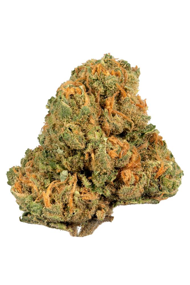 Jack Herer Strain - Hybrid Cannabis Video, CBD, THC, Terpenes : Hytiva