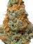 Jack The Ripper Hybrid Cannabis Strain Thumbnail