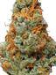 Jack The Ripper Hybrid Cannabis Strain Thumbnail