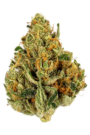 Jamaican Tenspeed - Hybrid Cannabis Strain