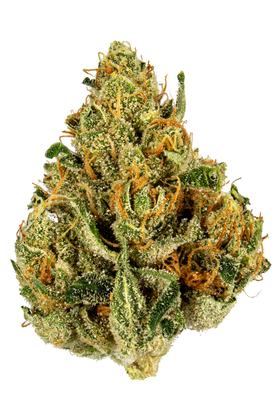 Jamaican Tenspeed - 混合物 Cannabis Strain