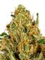 Jamaican Tenspeed Hybrid Cannabis Strain Thumbnail
