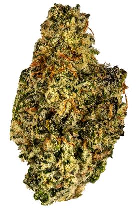 Jane Snow - Hybrid Cannabis Strain