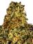 Jane Snow Hybrid Cannabis Strain Thumbnail