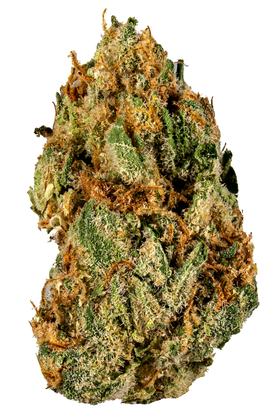 Jellysickle - Hybride Cannabis Strain