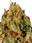 Jellysickle Hybrid Cannabis Strain Thumbnail
