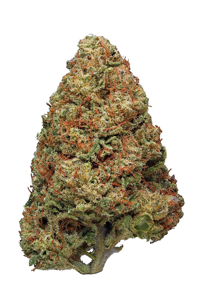 Jillybean Strain - Hybrid Cannabis Review, CBD, THC, Terpenes : Hytiva