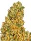 Joe Joe Kush Hybrid Cannabis Strain Thumbnail