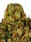 Josey Wales Hybrid Cannabis Strain Thumbnail