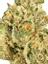 Jungle Cake Hybrid Cannabis Strain Thumbnail