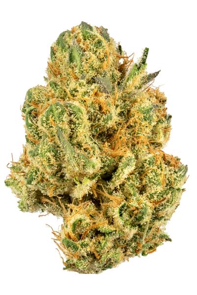 Jungle Cheese - Hybrid Cannabis Strain
