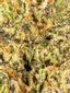 Jungle Cookies Hybrid Cannabis Strain Thumbnail