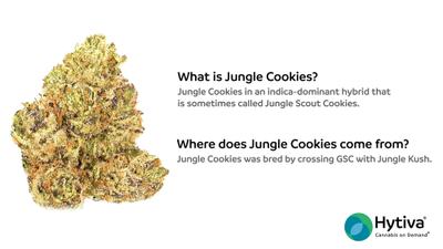 Jungle Cookies - Hybrid Cannabis Strain