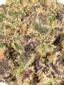 Jungle Lava Hybrid Cannabis Strain Thumbnail