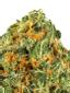 K-Smorz Hybrid Cannabis Strain Thumbnail
