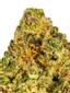 Kasper's Kush Hybrid Cannabis Strain Thumbnail