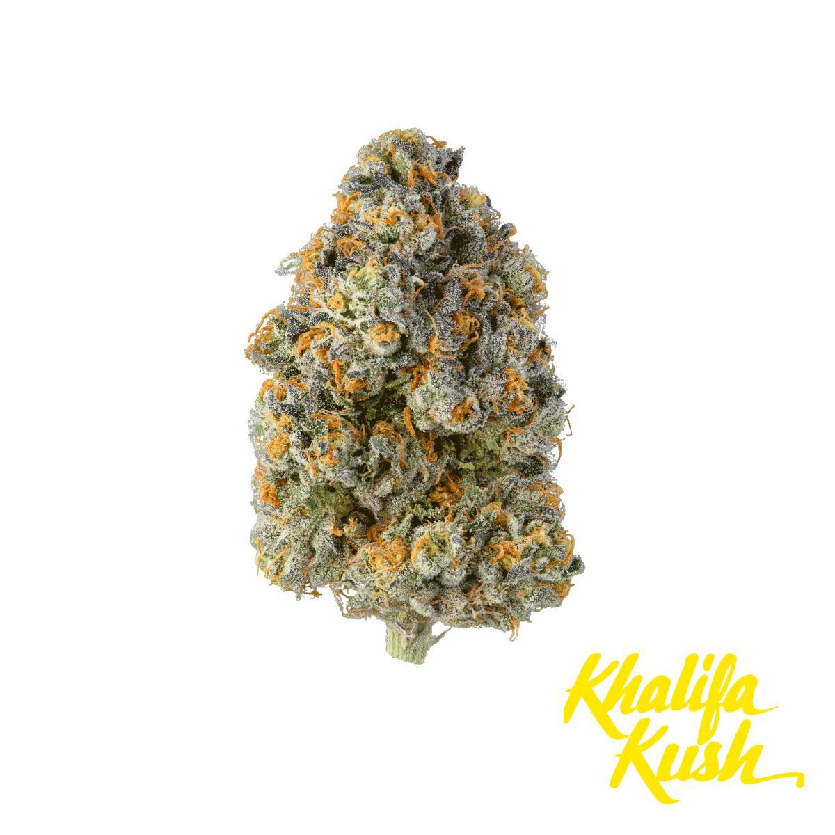 Baby Turtle Product Image