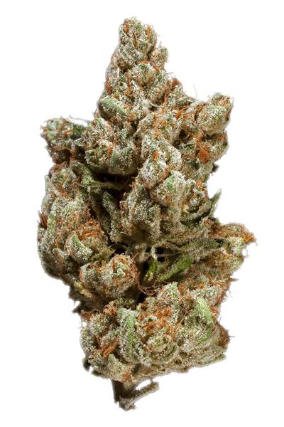 King 91 - Híbrida Cannabis Strain