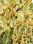 King Louis XIII Hybrid Cannabis Strain Thumbnail