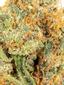 King Tut Sativa Cannabis Strain Thumbnail