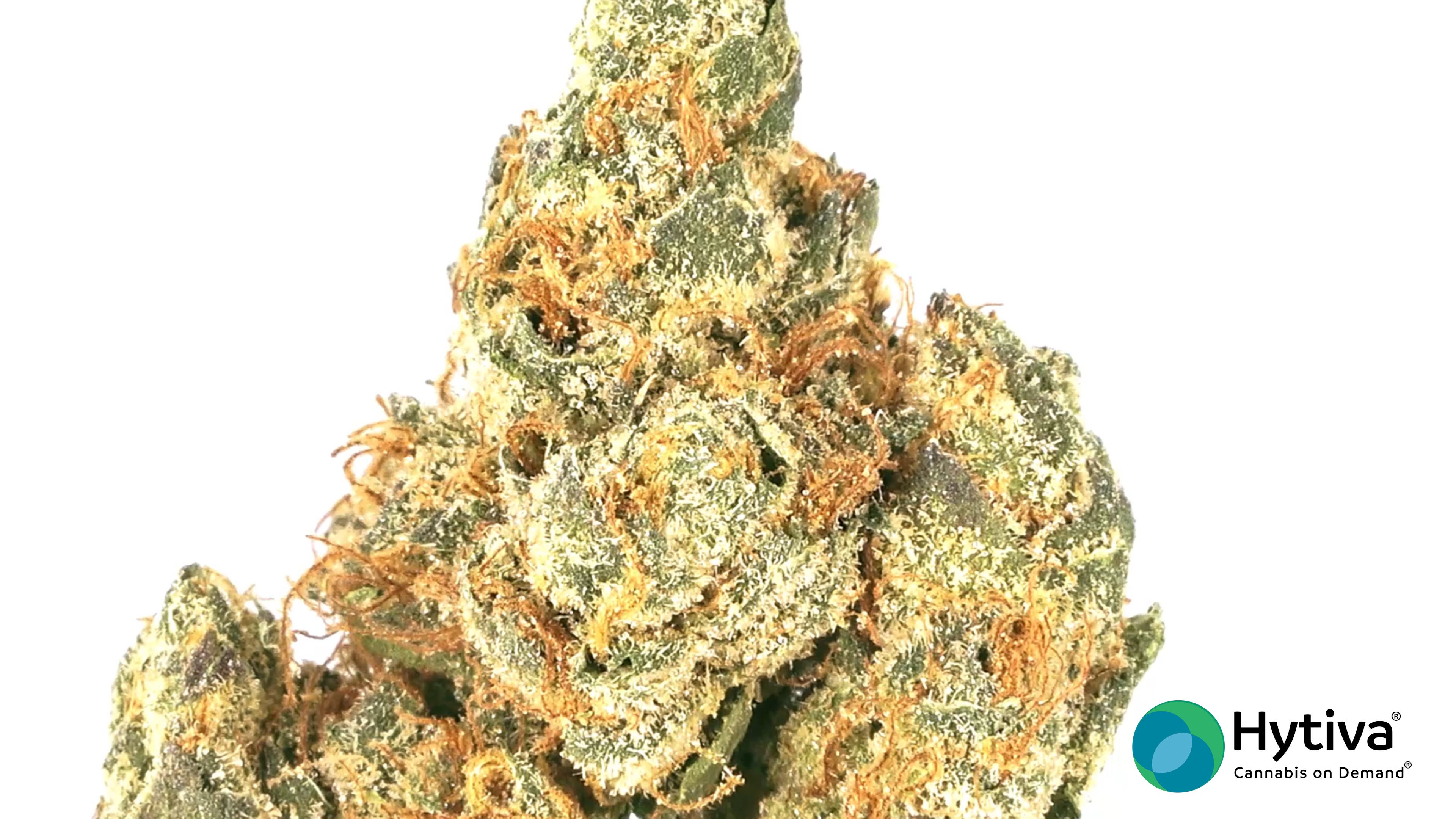 King Tut - Sativa Strain