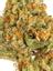 Kingsley Indica Cannabis Strain Thumbnail