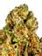 Kosher Dawg Hybrid Cannabis Strain Thumbnail