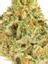 Krumpets #1 Hybrid Cannabis Strain Thumbnail