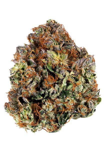 Kush Master Strain - Hybrid Cannabis Video, THC, Terpenes : Hytiva