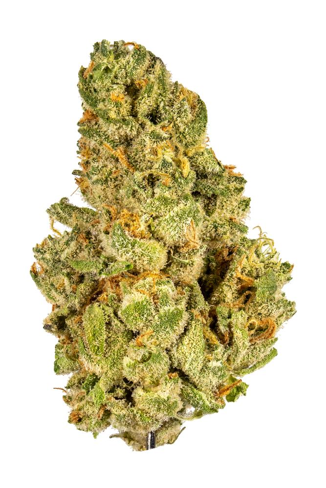 Kush Mints Strain - Hybrid Cannabis Video, CBD, THC, Terpenes : Hytiva