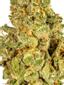 Kush Mints Hybrid Cannabis Strain Thumbnail