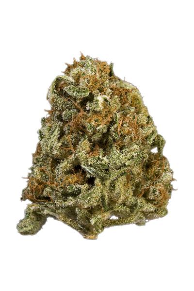 Kushwreck - Híbrida Cannabis Strain