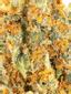 La Bomba Hybrid Cannabis Strain Thumbnail
