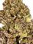 LA Kush Cake Hybrid Cannabis Strain Thumbnail
