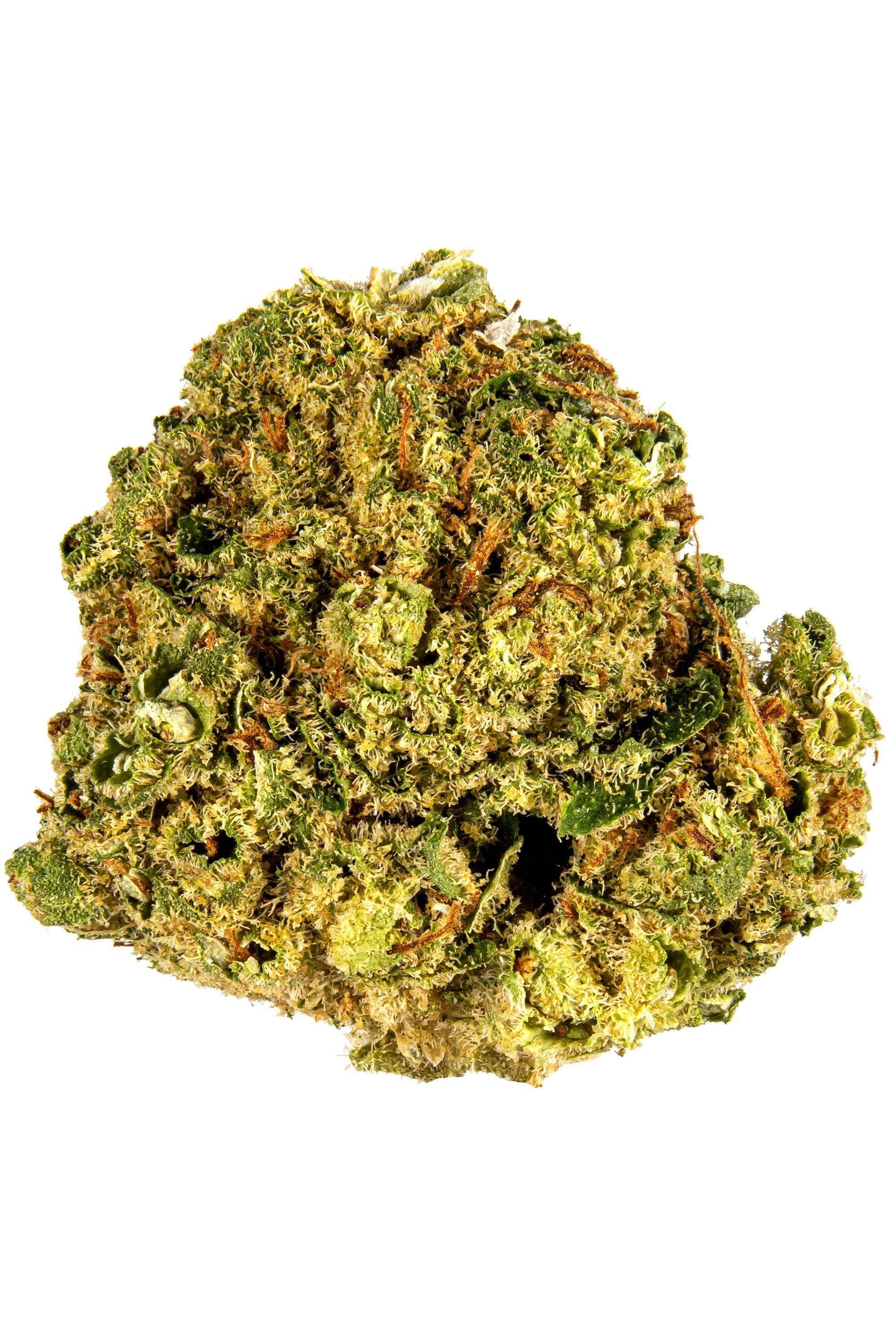 Las Vegas Kush Strain - Hybrid Cannabis Video, CBD, THC, Terps : Hytiva