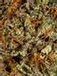 Lavender Jones Hybrid Cannabis Strain Thumbnail