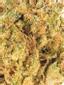 Lazar Hybrid Cannabis Strain Thumbnail