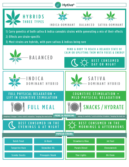 The Hytiva info graphic back explains what a Hybrid strain is and it's effects..