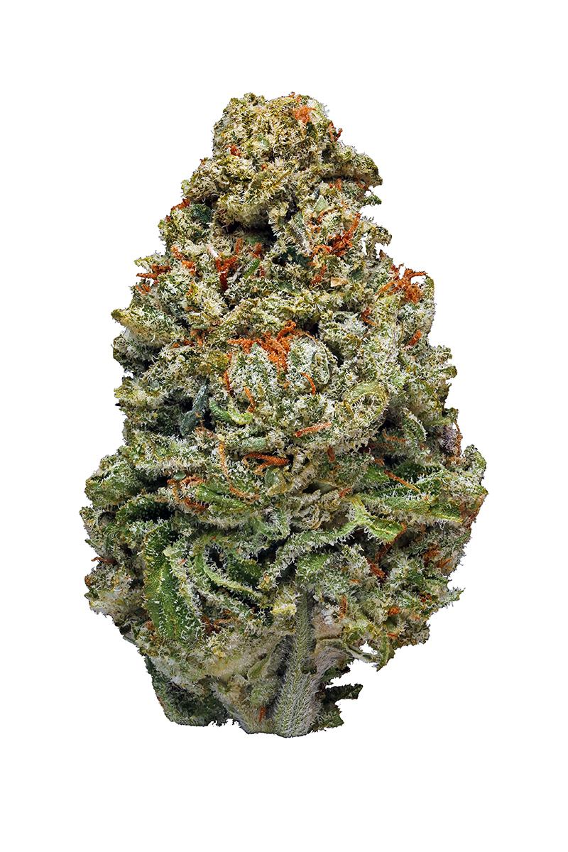 Lemon Alien Dawg - hybrid Cannabis Strain by Hytiva