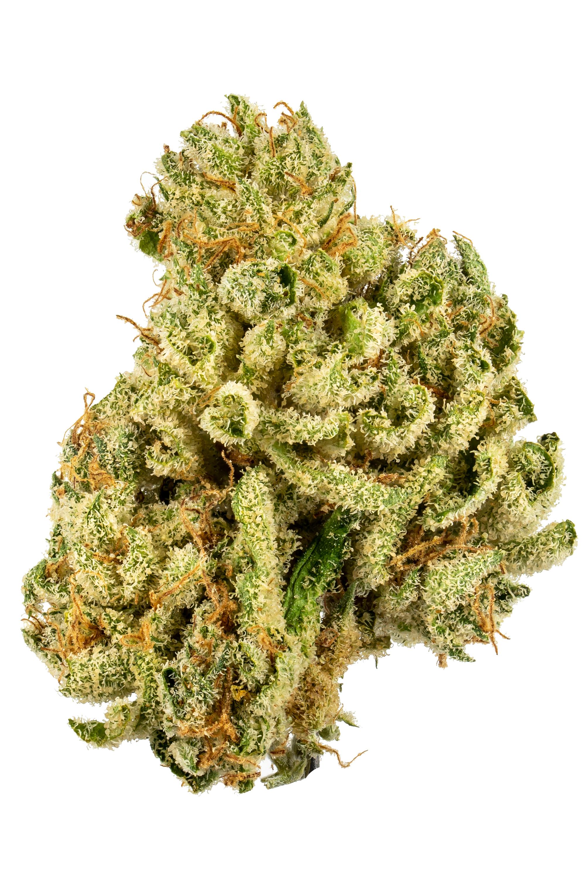 Lemon Dawg - Hybrid Cannabis Strain