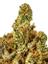 Lemon Drop Cookies Hybrid Cannabis Strain Thumbnail