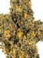 Lemon Granita Hybrid Cannabis Strain Thumbnail