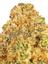Lemon Grass Hybrid Cannabis Strain Thumbnail