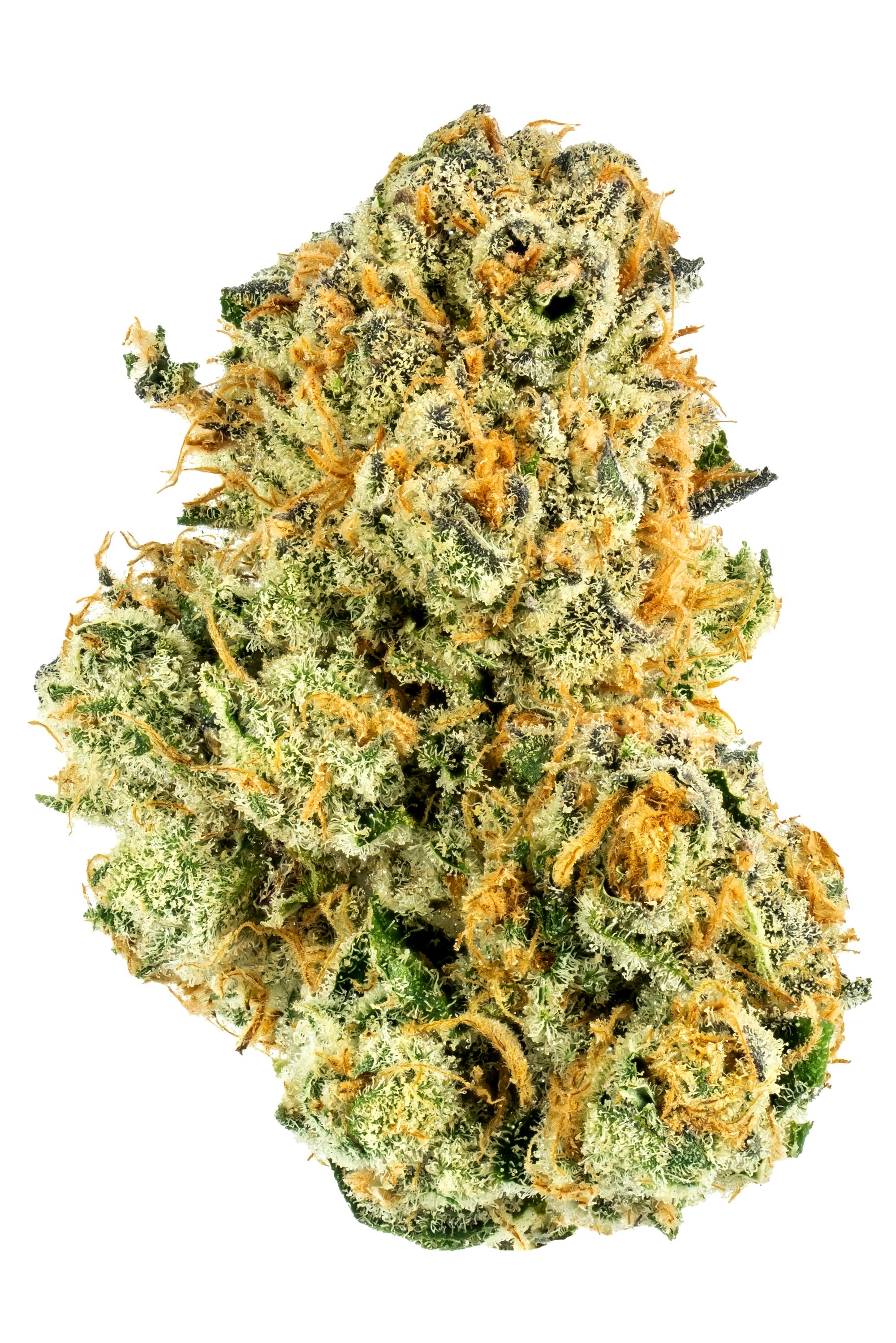 Lemon Lava #2 - hybrid Cannabis Strain by Hytiva