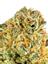 Lemon Lava #2 Hybrid Cannabis Strain Thumbnail