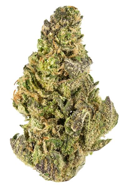 Lemon Margy #6 - Hybrid Cannabis Strain