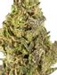 Lemon Margy #6 Hybrid Cannabis Strain Thumbnail