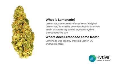 Lemonade - Hybrid Strain
