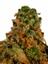 Limelight Hybrid Cannabis Strain Thumbnail