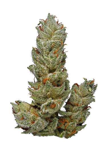 Locktite - Hybrid Cannabis Strain